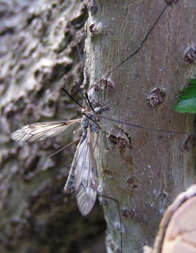 Tipula varipennis
