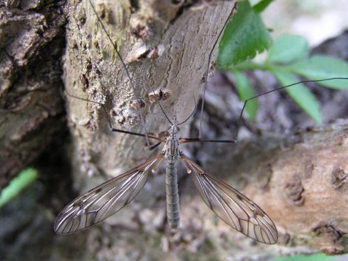 Tipula varipennis