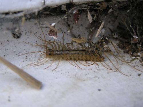 Réf. 8 333 : Scutigera coleoptrata
