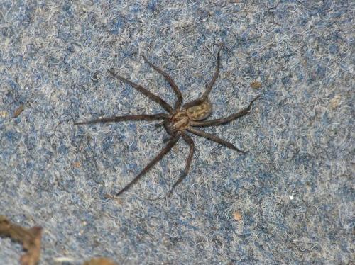 Tegenaria sp.