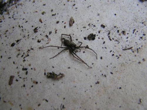 Tegenaria sp.