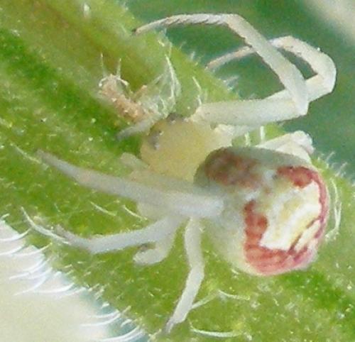 Ebrechtella tricuspidata