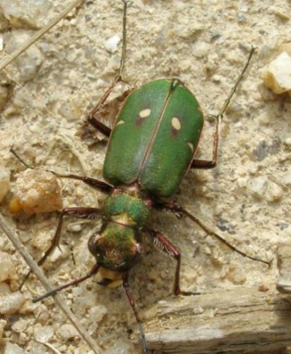 Cicindela campestris