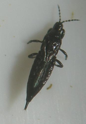 Haplothrips sp.