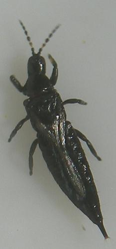 Haplothrips sp.