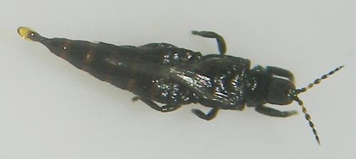 Haplothrips sp.