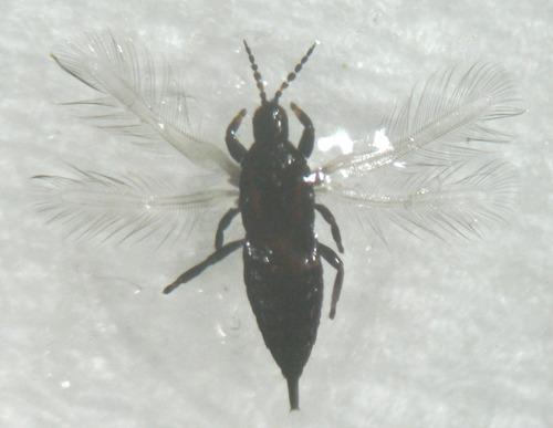 Haplothrips sp.