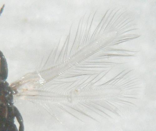 Réf. 8 602 : Haplothrips sp.