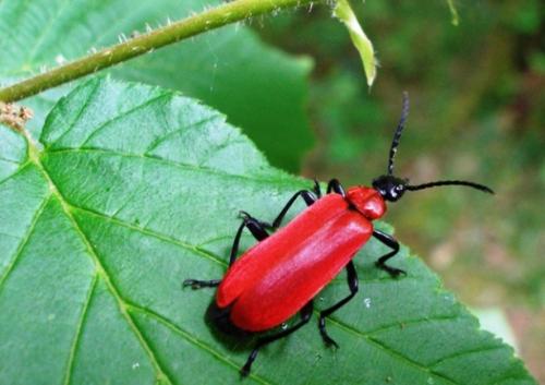 Réf. 8 890 : Pyrochroa coccinea