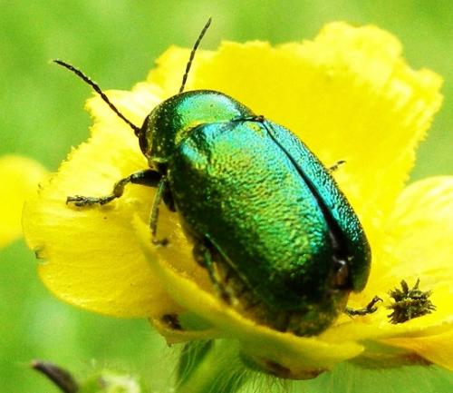 Cryptocephalus sp.