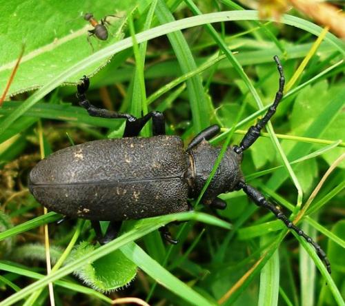 Réf. 8 823 : Lamia textor