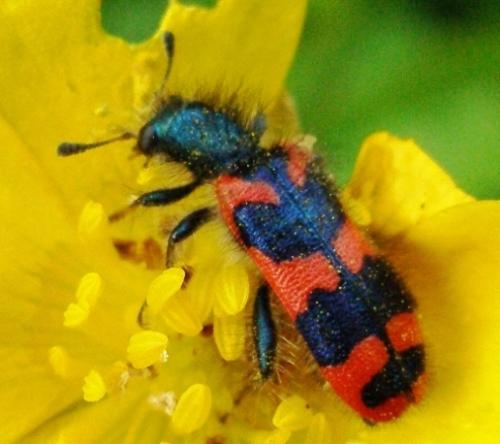 Trichodes alvearius