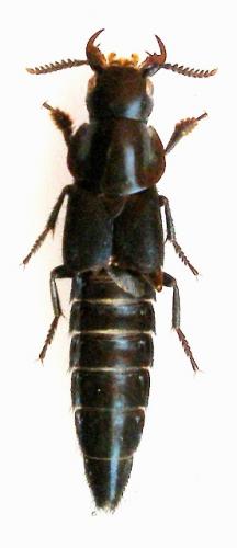 Quedius dilatatus