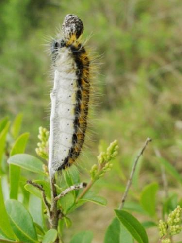 Aporia crataegi
