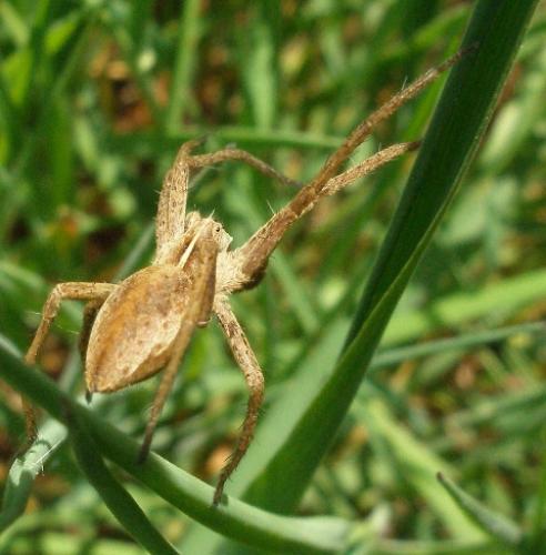 Pisaura mirabilis