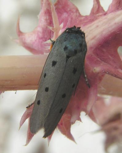 Ethmia aurifluella