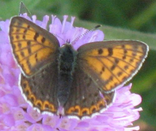 Lycaena tityrus