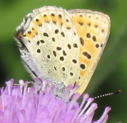 Lycaena tityrus