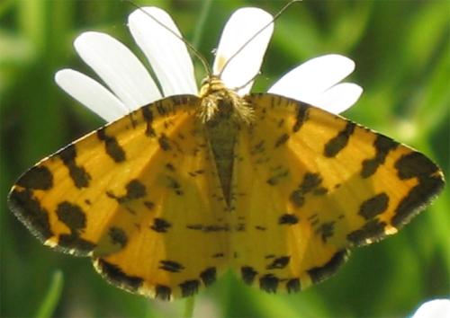 Réf. 8 326 : Pseudopanthera macularia