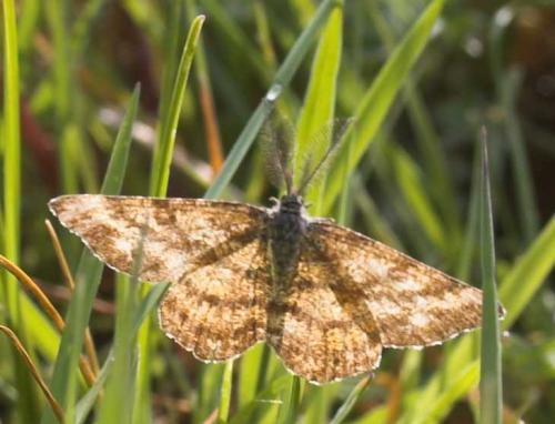 Ematurga atomaria