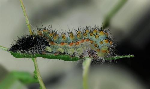Saturnia pavoniella