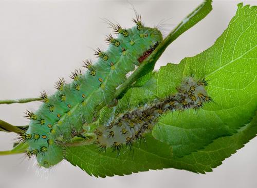 Saturnia pavoniella