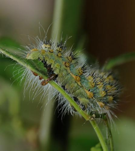 Saturnia pavoniella