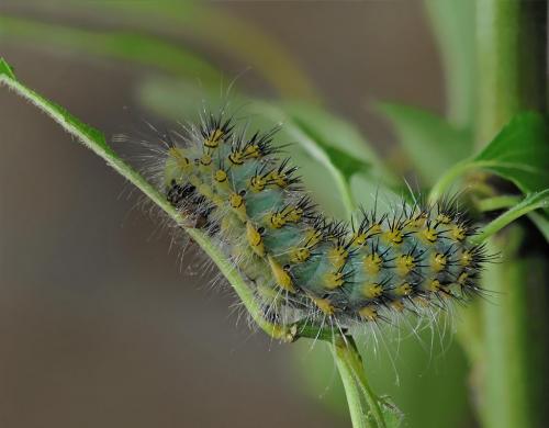 Saturnia pavoniella