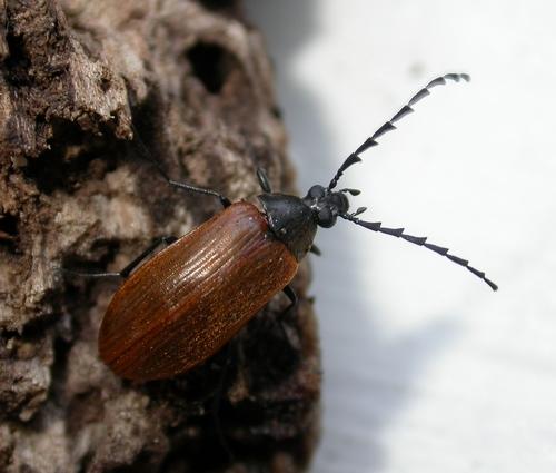 Réf. 8 647 : Pseudocistela ceramboides