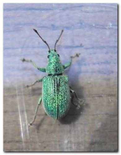 Réf. 8 899 : Phyllobius sp.