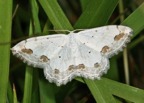 Réf. 8 286 : Scopula ornata