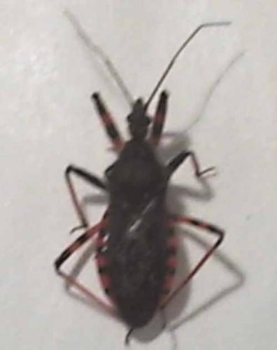 Rhynocoris annulatus