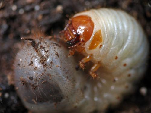Cetonia aurata aurata