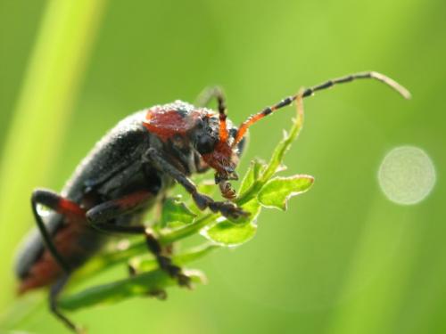 Cantharis rustica
