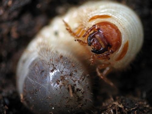 Réf. 8 387 : Cetonia aurata aurata