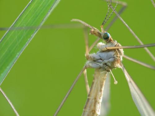 Réf. 8 350 : Tipula sp.
