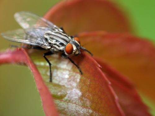 Sarcophaga sp.