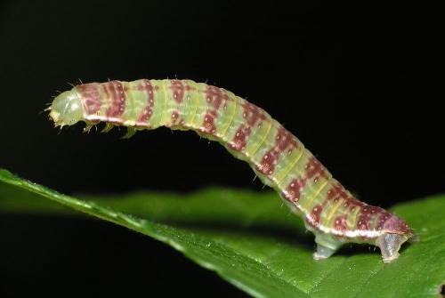 Epirrita sp.
