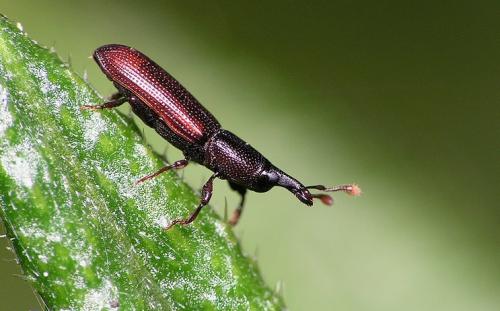 Cossonus linearis