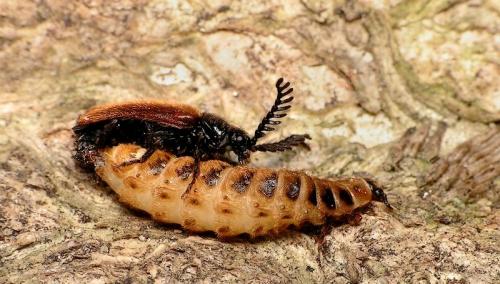 Drilus flavescens