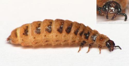 Drilus flavescens