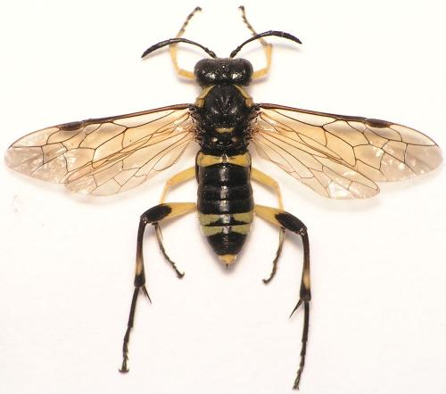 Macrophya montana