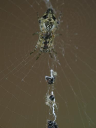 Cyclosa conica