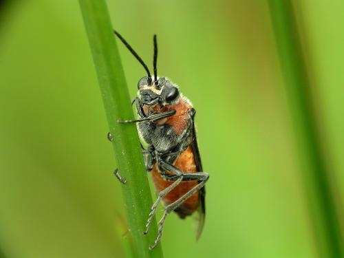 Dolerus schulthessi