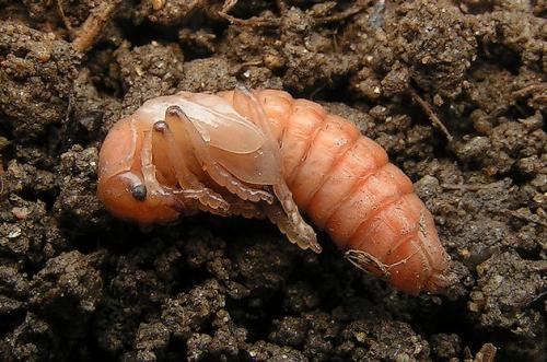 Cantharis fusca