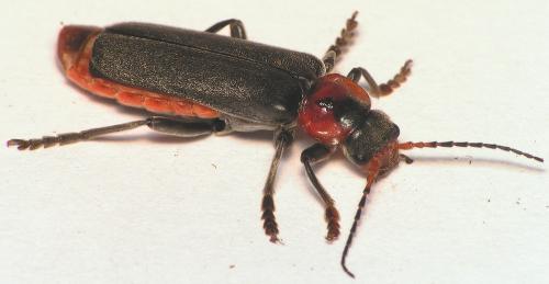 Cantharis fusca