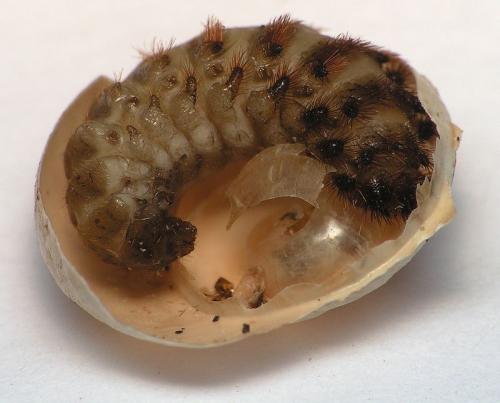 Drilus flavescens