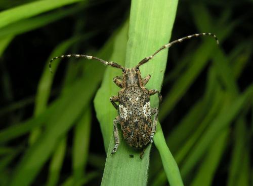Mesosa nebulosa