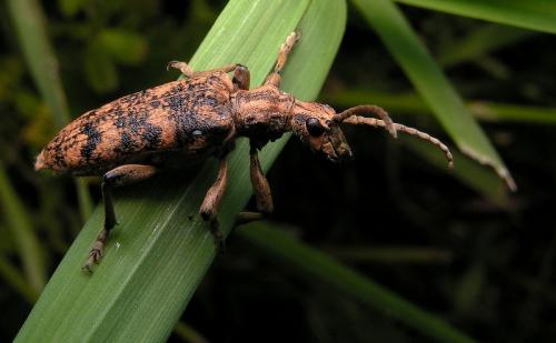 Réf. 8 330 : Rhagium sycophanta