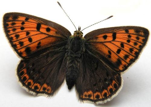 Réf. 8 492 : Lycaena tityrus